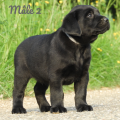 Chiot Labrador Lof