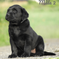 Chiot Labrador Lof