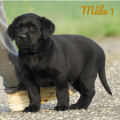 Chiot Labrador Lof