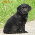Chiot Labrador Lof