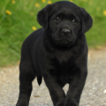 Chiot Labrador Lof