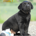 Chiot Labrador Lof