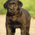 Chiot Labrador Lof