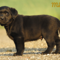 Chiot Labrador Lof