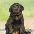 Chiot Labrador Lof