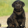 Chiot Labrador Lof