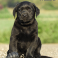 Chiot Labrador Lof