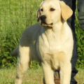 Chiot Labrador Lof