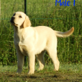 Chiot Labrador Lof