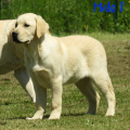 Chiot Labrador Lof