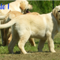 Chiot Labrador Lof