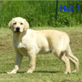 Chiot Labrador Lof