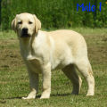 Chiot Labrador Lof