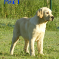 Chiot Labrador Lof