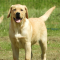 Chiot Labrador Lof