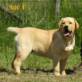 Chiot Labrador Lof