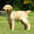 Chiot Labrador Lof