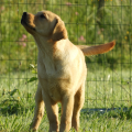 Chiot Labrador Lof