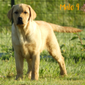 Chiot Labrador Lof