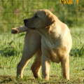 Chiot Labrador Lof