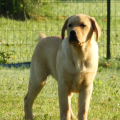 Chiot Labrador Lof