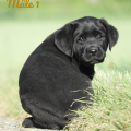 Chiot Labrador Lof