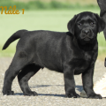 Chiot Labrador Lof