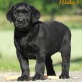 Chiot Labrador Lof