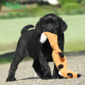 Chiot Labrador Lof