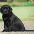 Chiot Labrador Lof