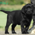 Chiot Labrador Lof