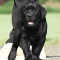 Chiot Labrador Lof