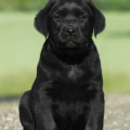 Chiot Labrador Lof