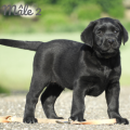 Chiot Labrador Lof