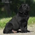 Chiot Labrador Lof