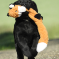 Chiot Labrador Lof