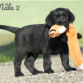 Chiot Labrador Lof