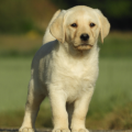 Chiot Labrador Lof
