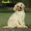 Chiot Labrador Lof