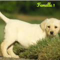 Chiot Labrador Lof