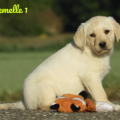 Chiot Labrador Lof