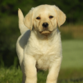 Chiot Labrador Lof