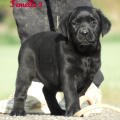 Chiot Labrador Lof
