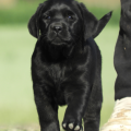 Chiot Labrador Lof