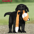 Chiot Labrador Lof