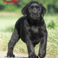 Chiot Labrador Lof