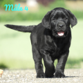 Chiot Labrador Lof