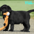 Chiot Labrador Lof