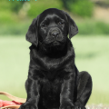 Chiot Labrador Lof
