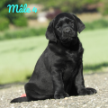 Chiot Labrador Lof